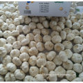 Golden Supplier of Pure White Garlic in 10kg Carton